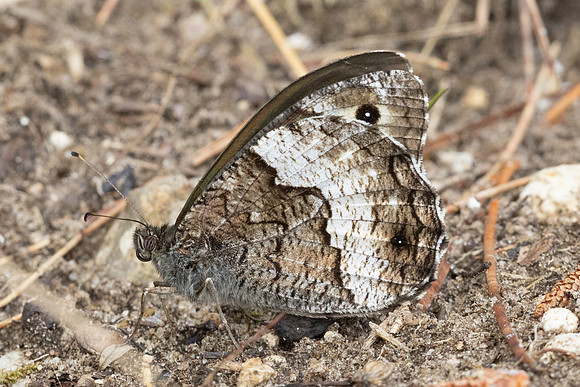 Hipparchia fagi-8879 - Fontainebleau - 4/08/24