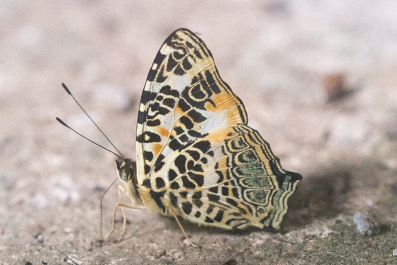 Symbrenthia hypselis cotanda-8551 - Chiang Dao - 14/11/23
