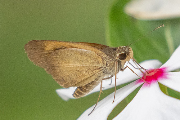 Synapte pecta id--0491 - Barichara - 7/06/24