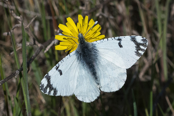 Euchloe ausonia-6143 - Lac Vistonida 13/04/22