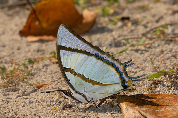 Polyura dolon-4216