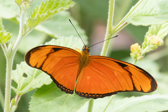 Dryas iulia-3343