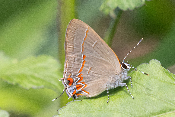 Calycopis origo - 5053 - Jardin - 14/06/24