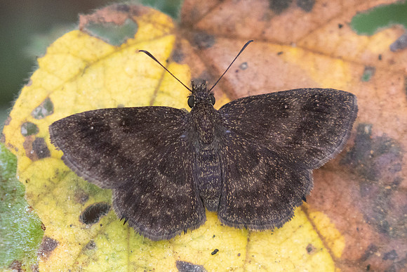 Staphylus sp2383
