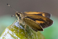Synapte pecta id--0495