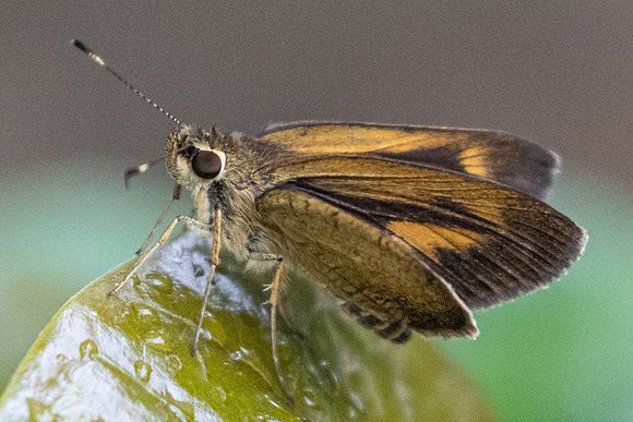 Synapte pecta id--0495
