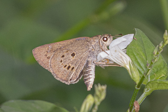 Suastus gremius-0851