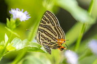 Cigaritis syama-0743