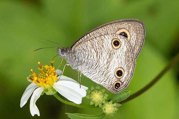 Ypthima pandocus-8225