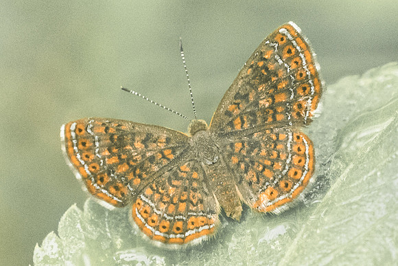 Calephelis sp-2728