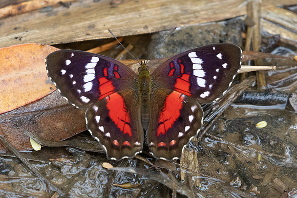 Anartia amathea-5181