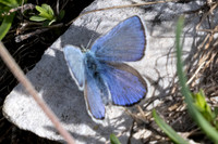 Albulina orbitulus-2273 - Col de l'Izoard - 27/06/25
