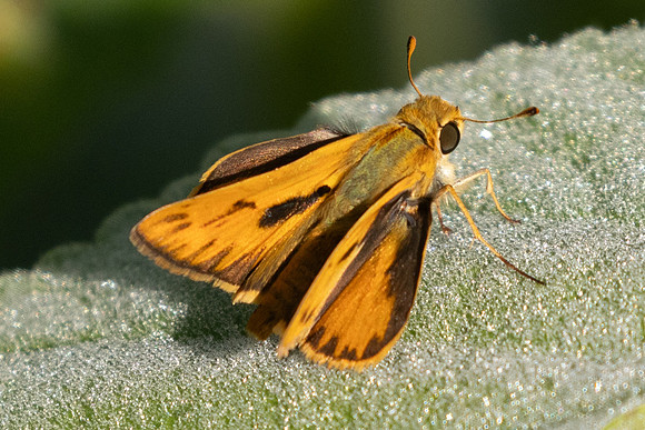 Hylephila phyleus-3921 - Barichara - 10/06/24