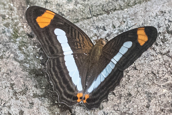 Adelpha paraena masillia-5770  - Uxmal - 4/06/18