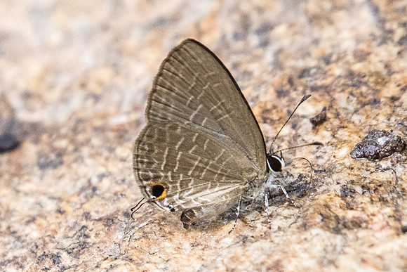 Jamides bochus id--3520 Doi-Suthep 8/03/23
