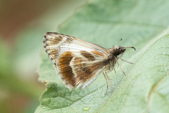 Heliopetes macaira-2576