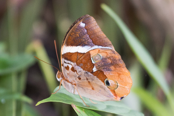Thauria aliris pseudaliris-7418 - Khao Phanom Bencha National Park - 28/11/23