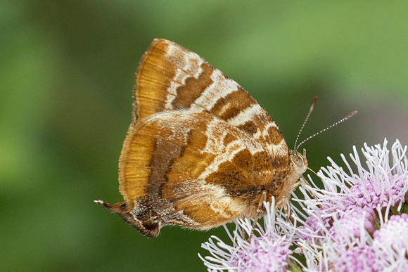 Arawacus ellida i-2028 - Barichara - 8/06/24