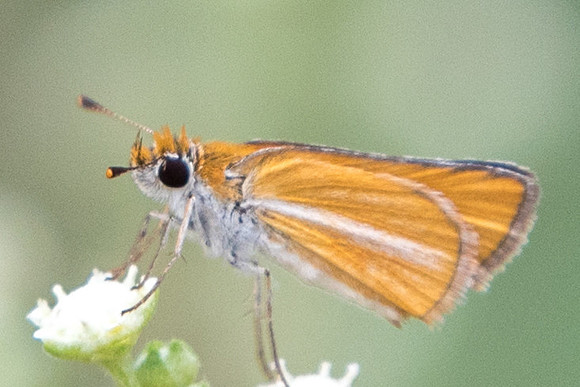 Copaeodes minima-5513