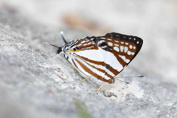Dodona deodata-3821