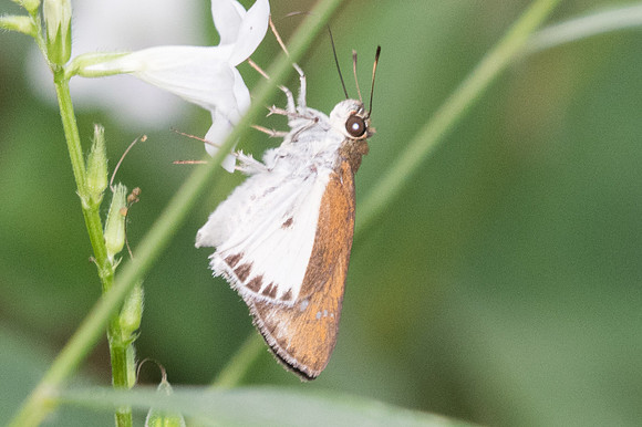 Iton semamora-1004 - Doi - Suthep - 13/11/23