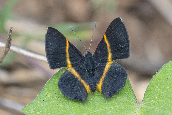 Parcella amarynthina-2083 - Barichara - 8/06/24