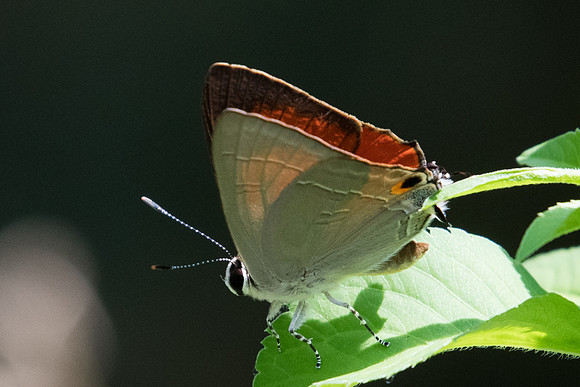 Rapala iarbus-3024 - Koh Samui - 19/03/23