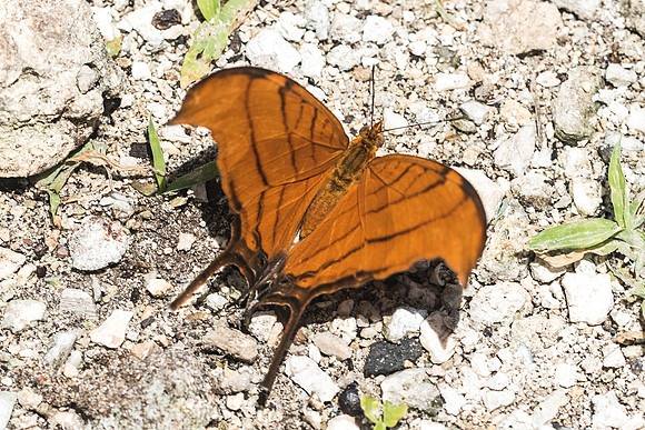 Marpesia petreus-2817