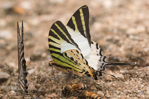 Graphium antiphates nebulosus-4979 - Chiang Dao - 12/03/23