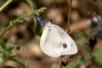 Pieris canidia-2725 - Chiang Dao - 20/03/25