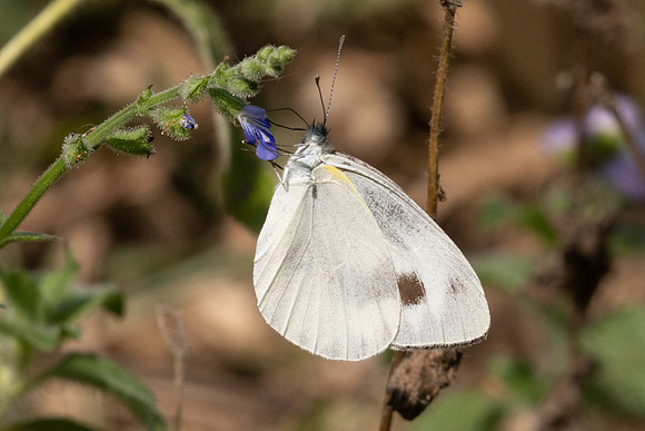 Pieris canidia-2725 - Chiang Dao - 20/03/25