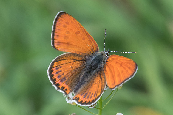 Lycaena thersamon-0197