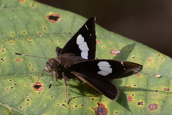Notocrypta sp-3193Mae Kampong Waterfall - 22/03/25