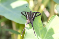 Lamproptera curius curius-4985 - Doi Inthanon - 25/03/25