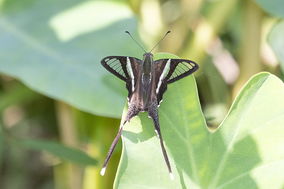 Lamproptera curius curius-4985 - Doi Inthanon - 25/03/25