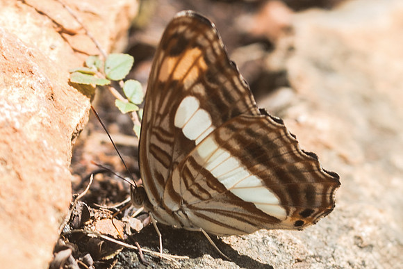 Adelpha iphiclus-5642