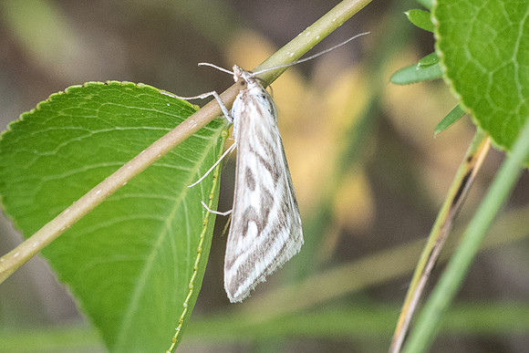 Loxostege aeruginalis_6609