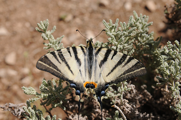 Iphiclides podalirius - Primosten - Croatie -6996