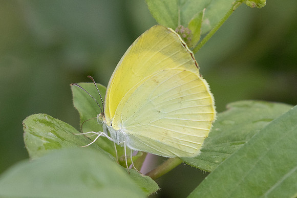 Abaeis phiale id - 9439 - Cartagena - 4/06/24