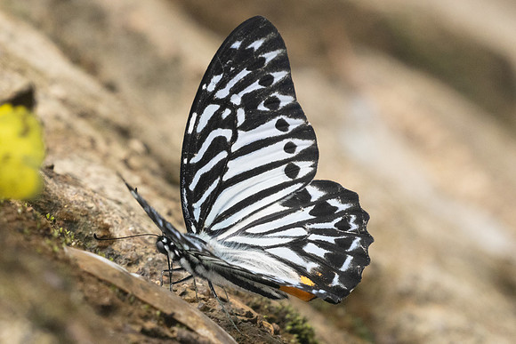 Graphium delessertii-8570