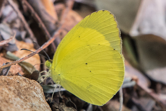 Pyristia nise nelphe-5601