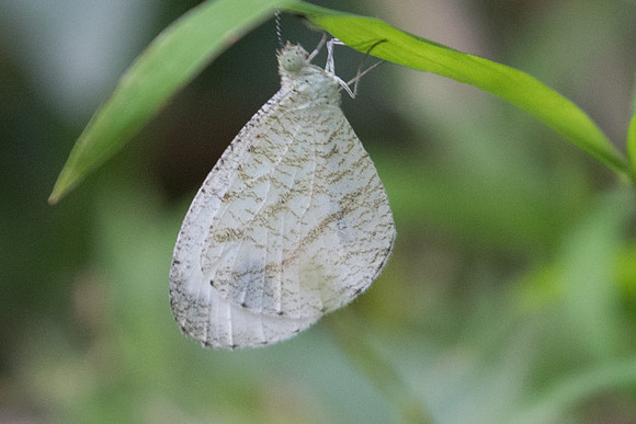 Leptosia nina nina-8737 - Chiang Mai - 6/03/23