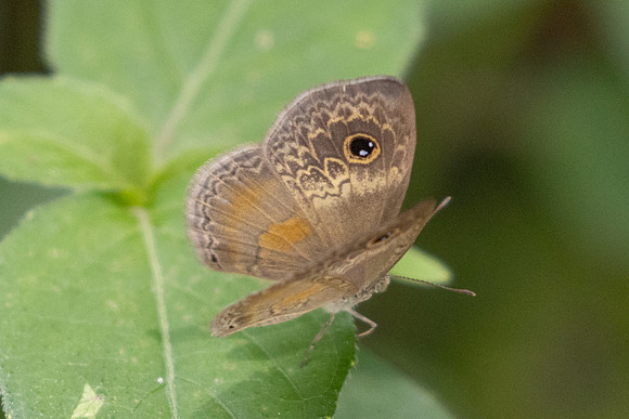 Perophthalma tullius-0014