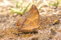 Charaxes sp-4378