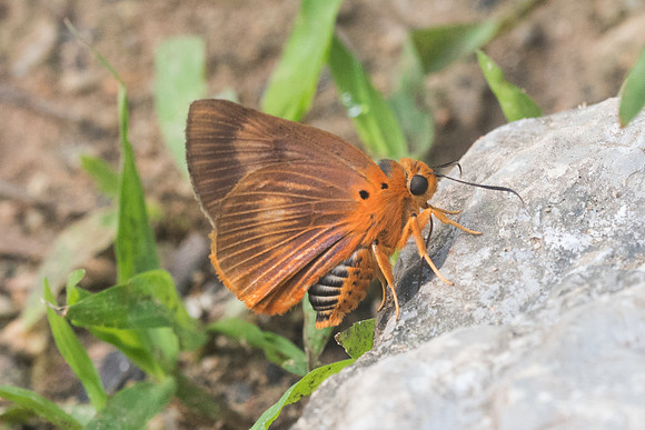 Burara harisa-9919 - Chiang Dao - 16/11/23