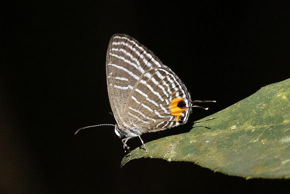 Jamides celeno id--8388