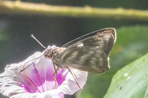 Perichares deceptus drina id--6385