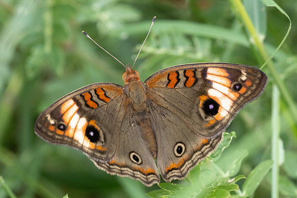 Junonia zonalis-9594