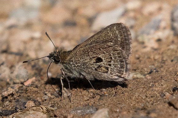 AEROMACHUS STIGMATA-0310 - Chiang Dao - 16/11/23