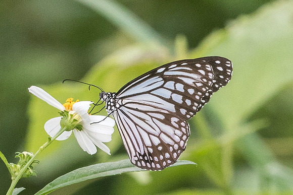 Parantica aglea melanoides-7719 -  Koh Samui - 16/03/23
